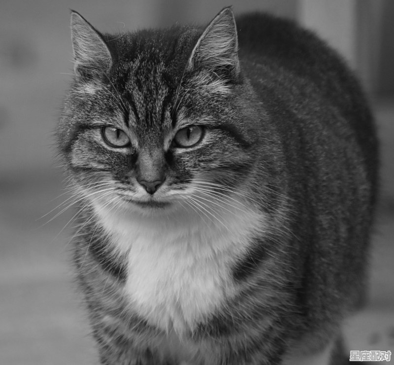 金屋藏娇定富贵,不是蛇头哭衰衰解(定)。是解什么动物_96年冬月十一出生是什么鼠 金屋藏娇定富贵,不是蛇头哭衰衰解(定)。是解什么动物_96年冬月十一出生是什么鼠 - 星座运势