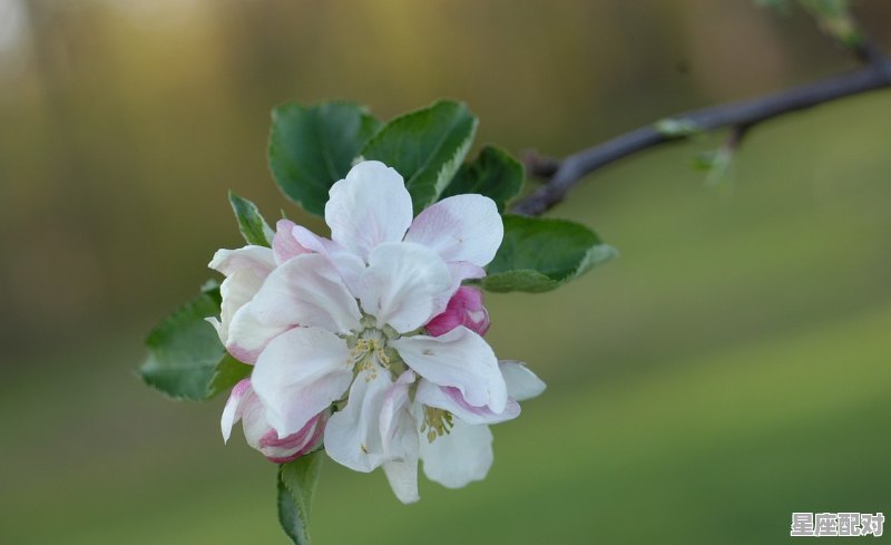 关于梦的花语,梦到花是什么意思 关于梦的花语,梦到花是什么意思 - 星座运势