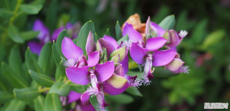枯木逢春是什么意思猜一生肖_75年腊月十二月二十四什么属相 枯木逢春是什么意思猜一生肖_75年腊月十二月二十四什么属相 - 星座运势