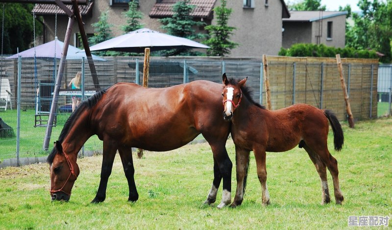 六畜兴旺，造福后代，打一动物和生肖_时来运转是什么动物 - 星座运势