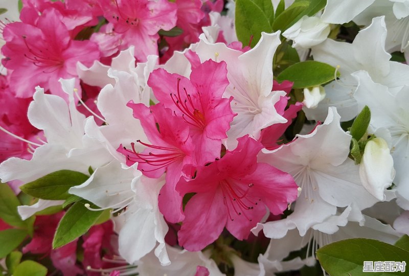 6月是什么星座呢,六月的生日星座是什么 6月是什么星座呢,六月的生日星座是什么 - 星座运势