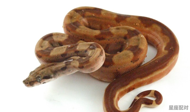 被蟒蛇缠住怎么办_什么动物能把蛇缠着 - 星座运势