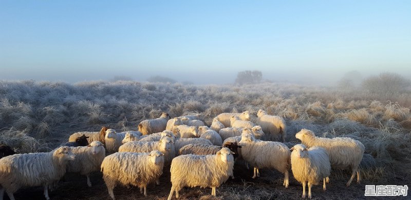 午羊今日运势,午羊今日运势 午羊今日运势,午羊今日运势 - 星座运势