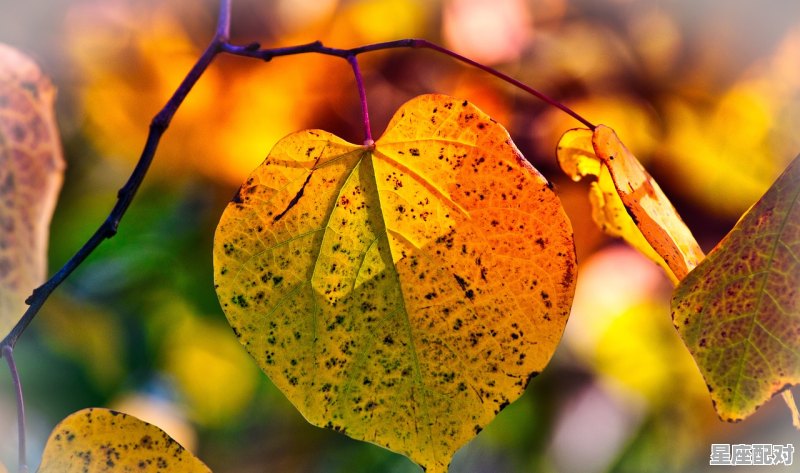 今日运势黄历施工,今日运势黄历施工 - 星座运势