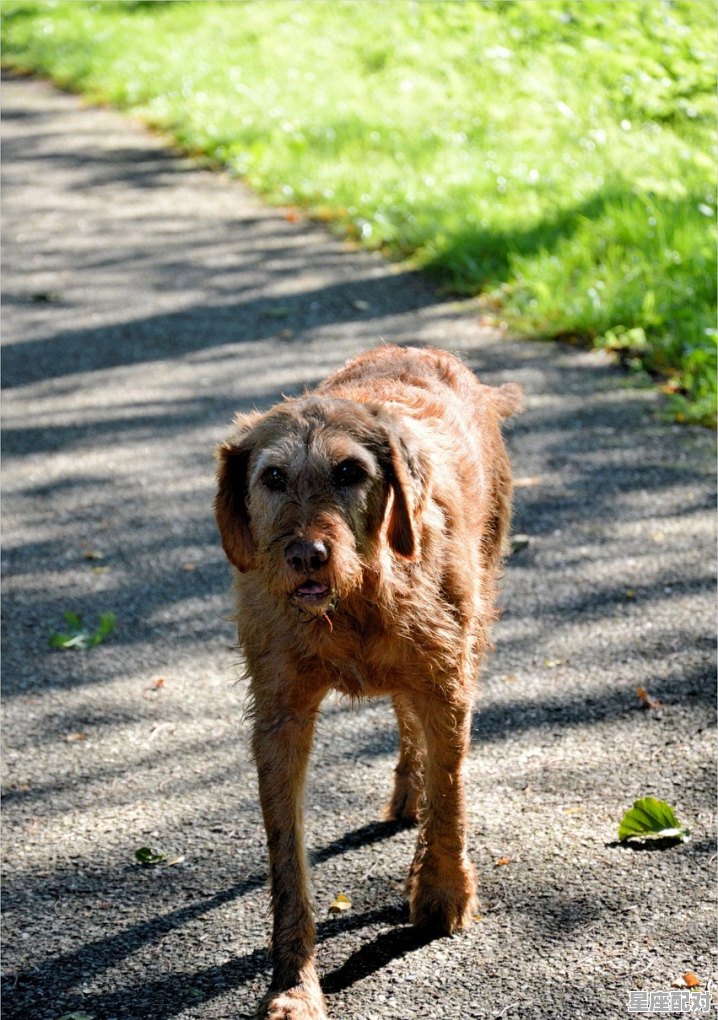 双双一对家和兴指什么属相_猪狗一群，成双对。是指什么动物 - 星座运势