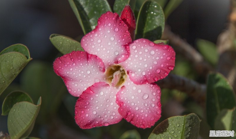 属猴巨蟹座女生的性格_属猪双鱼座女生性格 - 星座运势