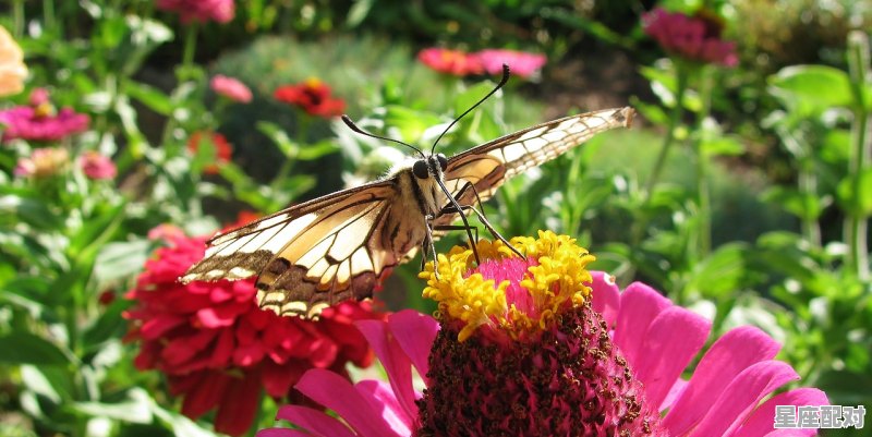 七姊妹刺绣花谜底是什么动物,姐妹花是什么生肖 - 星座运势