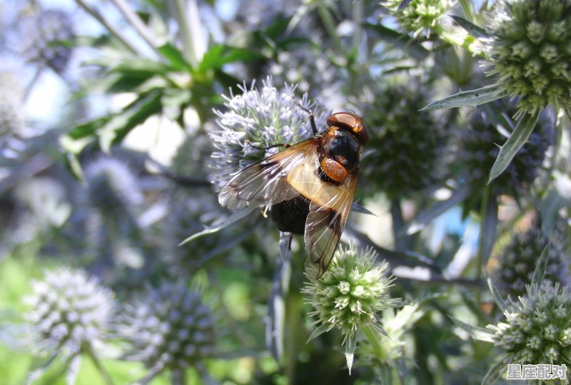 属鸡一生三个贵人_蛇的天敌有哪几种动物或植物 - 星座运势