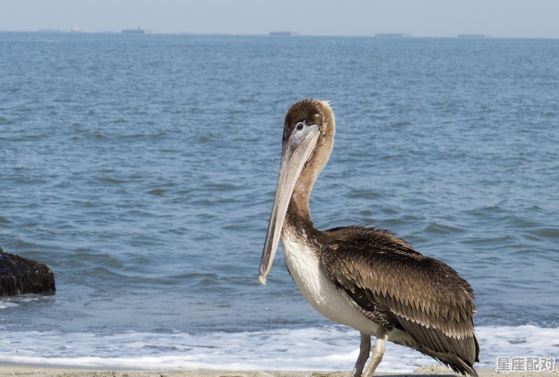 身体圆圆像水桶,嘴巴长长爱哼哼。是什么动物,嘴巴尖尖是什么生肖 身体圆圆像水桶,嘴巴长长爱哼哼。是什么动物,嘴巴尖尖是什么生肖 - 星座运势