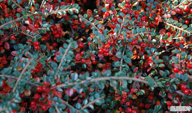 互赠伞意思,做梦梦到伞 互赠伞意思,做梦梦到伞 - 星座运势