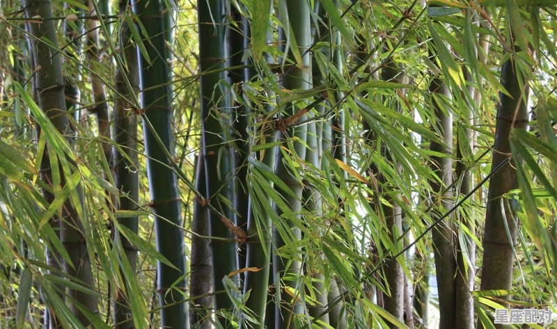 吕不韦生辰八字,姜子牙属什么生肖 - 星座运势