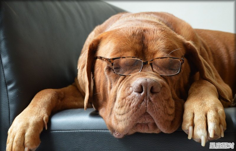 身姿肆意的动物,眼镜指什么生肖 - 星座运势