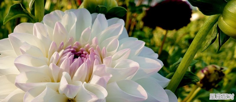 摩羯男狮子女为啥是绝配,狮子女摩羯男星座配对指数 摩羯男狮子女为啥是绝配,狮子女摩羯男星座配对指数 - 星座运势