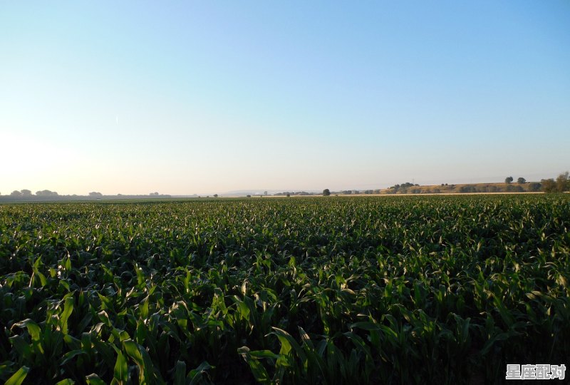 梦到种玉米,梦到种玉米 - 星座运势