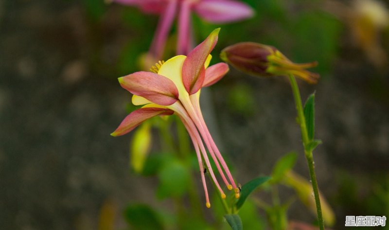 摩羯座的性格,魔羯座什么性格好 摩羯座的性格,魔羯座什么性格好 - 星座运势