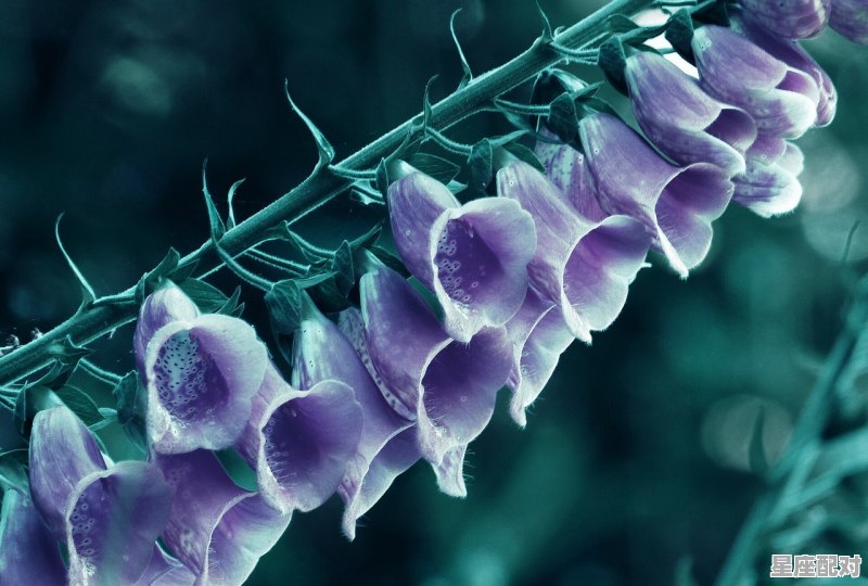 天秤座性格特征女,天平座女什么性格 天秤座性格特征女,天平座女什么性格 - 星座运势