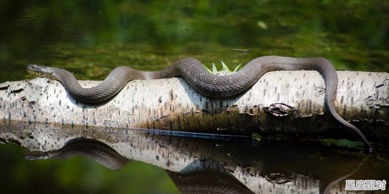 蛇从人的身体爬过好不好_像蟒蛇一样的蛇叫什么 蛇从人的身体爬过好不好_像蟒蛇一样的蛇叫什么 - 星座运势