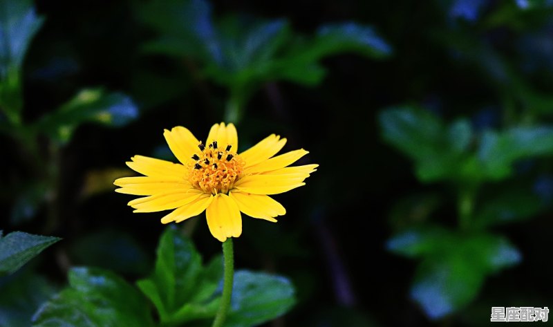 阴历2月初十是什么星座_农历2月初十的人是什么星座 - 星座运势