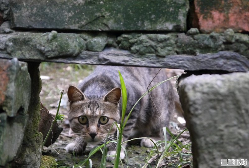 什么动物撞南墙_横冲直撞是什么生肖 - 星座运势