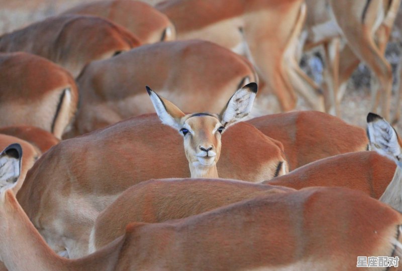 五陵衣马自轻肥打一动物_平生我亦轻余子,晚岁谁人念此翁?这是谁的诗句 五陵衣马自轻肥打一动物_平生我亦轻余子,晚岁谁人念此翁?这是谁的诗句 - 星座运势