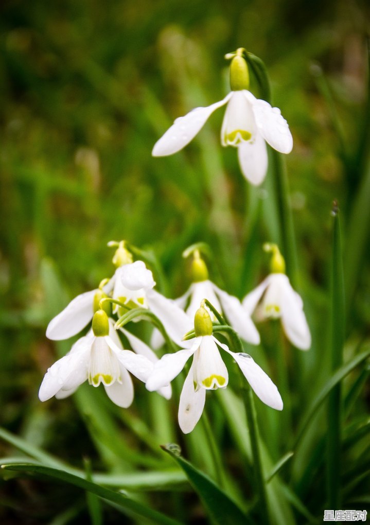 白羊座女生的性格，白羊座性格怎么样女生性格 - 星座运势