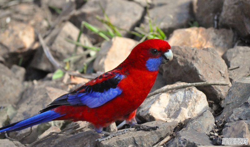 鹦鹉皮卜讲述什么内容，罗莎今日运势 - 星座运势