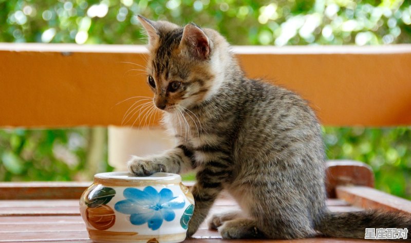 猫咪应该在哪里购买_刚买来的小猫为什么一直会发抖啊、小猫喜欢吃什么呢 - 星座运势