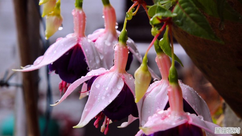 昙花是什么生肖,昙花是什么生肖 昙花是什么生肖,昙花是什么生肖 - 星座运势