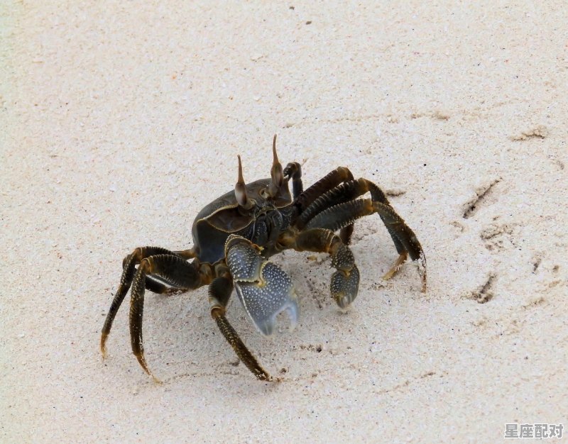 孤独的小螃蟹中小螃蟹一共做了几次梦_蟹的寓意是什么意思 孤独的小螃蟹中小螃蟹一共做了几次梦_蟹的寓意是什么意思 - 星座运势