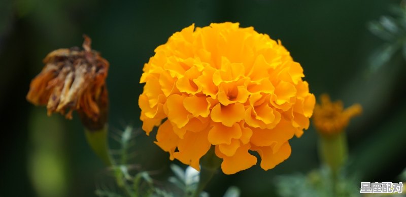 星座运势2021年每月运势_12月份桃花最旺的五大星座 星座运势2021年每月运势_12月份桃花最旺的五大星座 - 星座运势