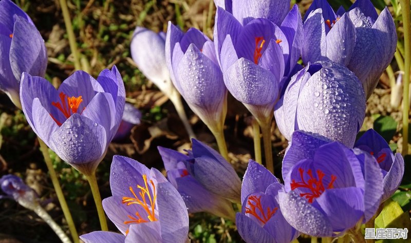 为什么说天蝎是从水瓶里爬出来的_为什么有些天蝎座像水瓶座 - 星座运势