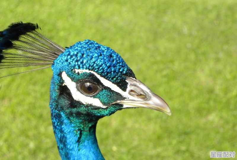 七星相对的动物有哪些,北斗七星是什么生肖 七星相对的动物有哪些,北斗七星是什么生肖 - 星座运势