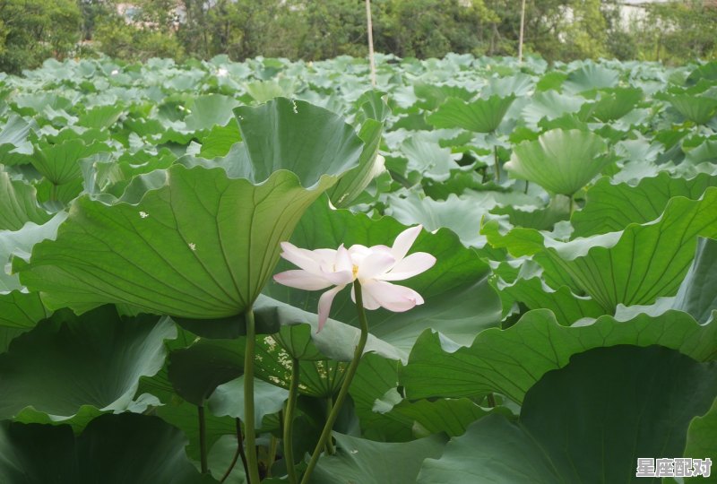 一枝莲藕一莲花是什么动物,莲藕是什么生肖 一枝莲藕一莲花是什么动物,莲藕是什么生肖 - 星座运势