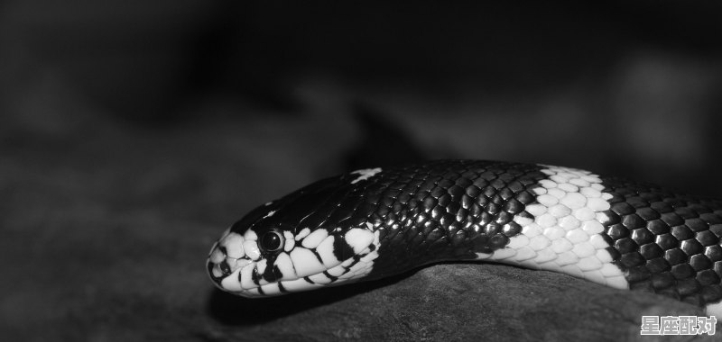 孕妇梦到一条蛇,孕妇梦到一条蛇 - 星座运势