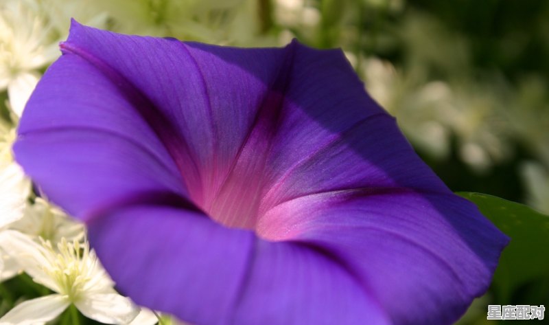 什么是上升双鱼，上升双鱼是什么星座 - 星座运势