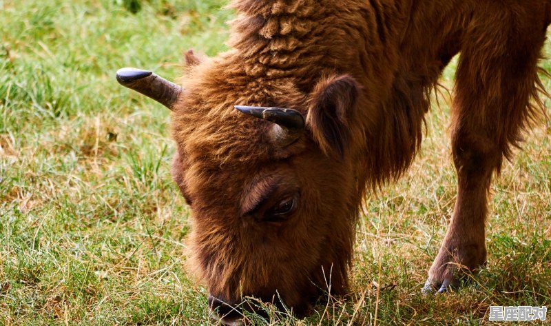 深山树林凶猛兽主要是指哪个动物_熊掌是什么生肖 - 星座运势