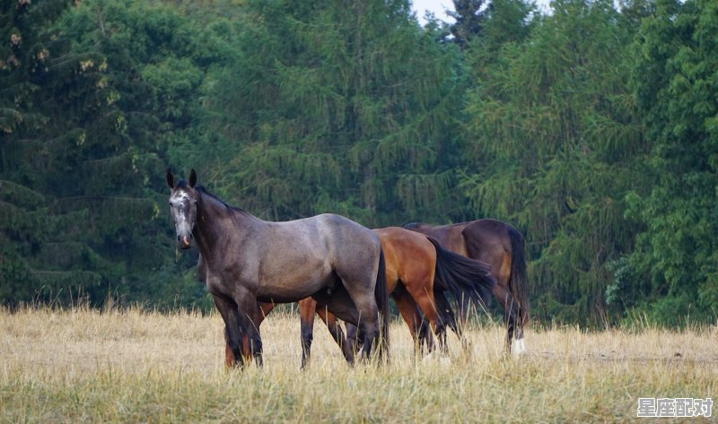 马有几个属_齐头并进的动物是什么 马有几个属_齐头并进的动物是什么 - 星座运势