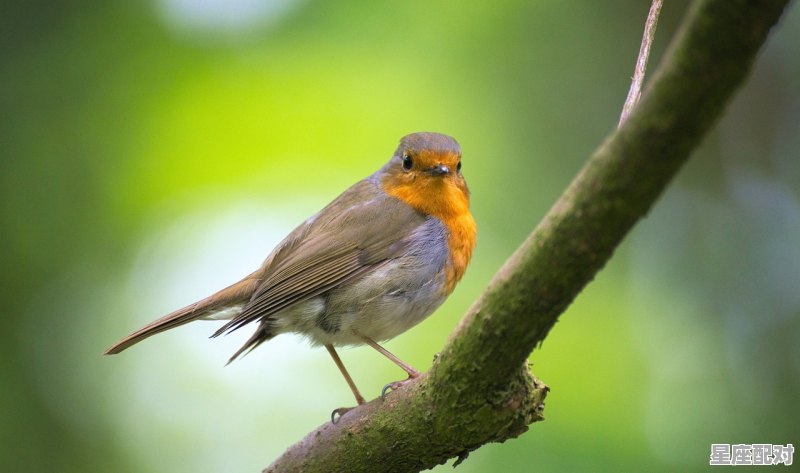 逆水行舟指什么动物，逆水行舟什么生肖 - 星座运势