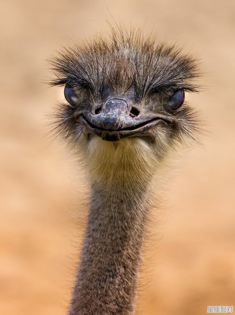 被人称为动物界哑巴的动物是什么，什么生肖是哑巴 - 星座运势