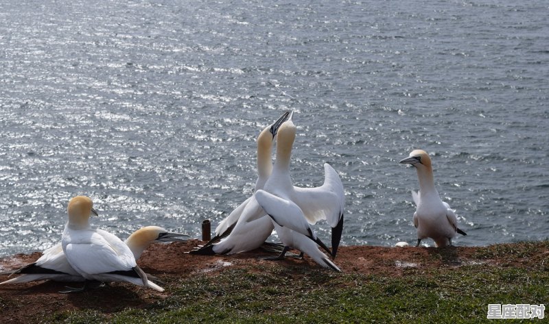 白头代表什么动物_伤春悲秋,善感多愁.多情自是多烦忧. 物换星移,谁主沉浮?红颜易老渐白头。猜一动物 白头代表什么动物_伤春悲秋,善感多愁.多情自是多烦忧. 物换星移,谁主沉浮?红颜易老渐白头。猜一动物 - 星座运势