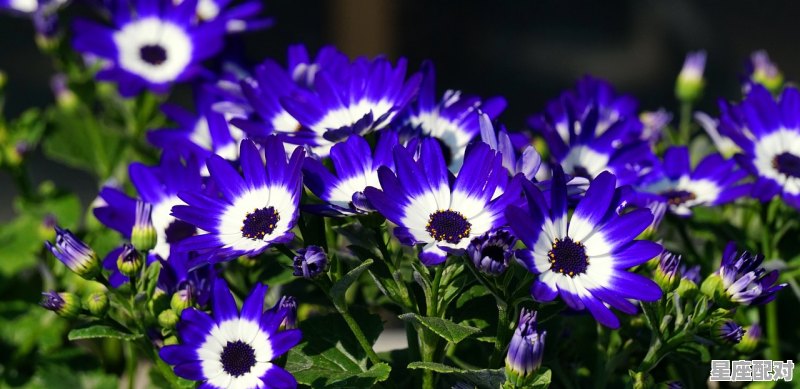 1996年3月28是什么星座,1996年3月是什么星座 1996年3月28是什么星座,1996年3月是什么星座 - 星座运势