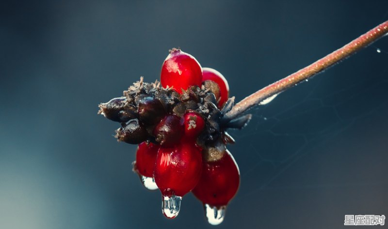 为什么巨蟹座会有双子座的特点，巨蟹座副双子座是什么性格 - 星座运势