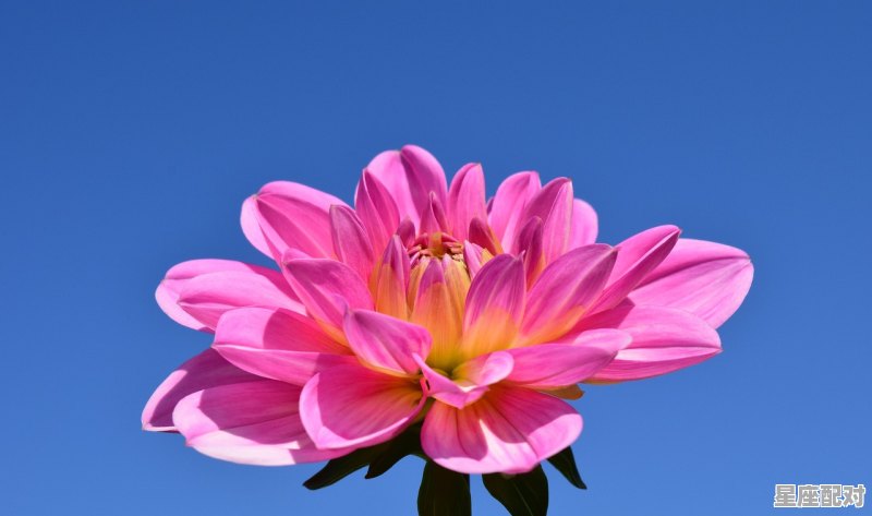 双鱼女和水瓶女会当一生闺蜜吗,性格像水瓶座的双鱼座女生 - 星座运势