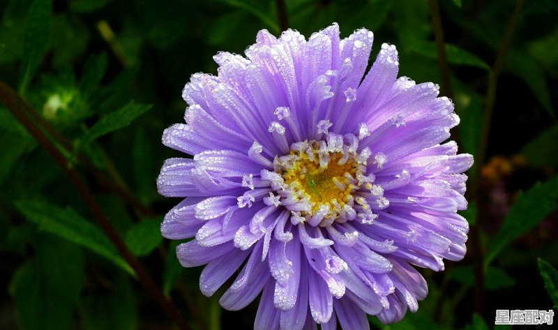 巨蟹偏双子什么意思，双子座的性格像巨蟹座嘛 - 星座运势