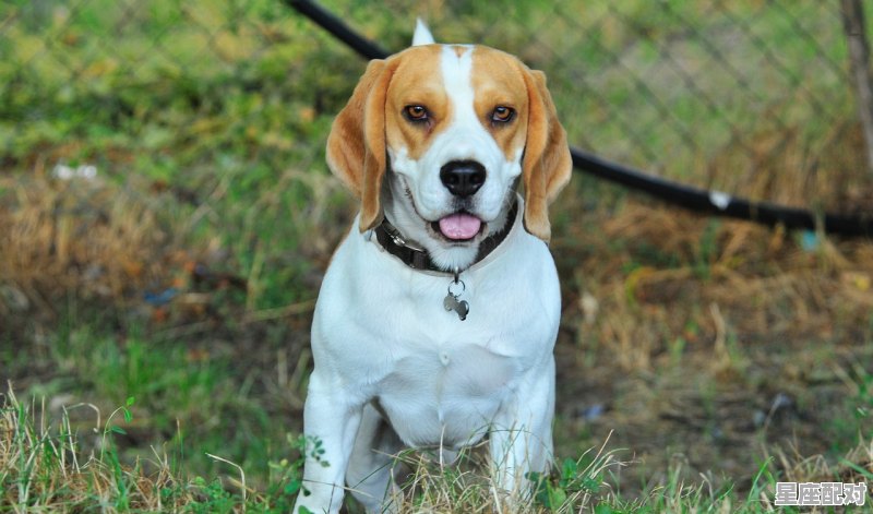 属狗女70年10月初二生在2021年运势,今日生肖运势好吗 - 星座运势