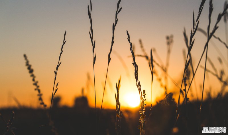 两角尖尖冲青草是什么意思,两角尖尖是什么生肖 两角尖尖冲青草是什么意思,两角尖尖是什么生肖 - 星座运势