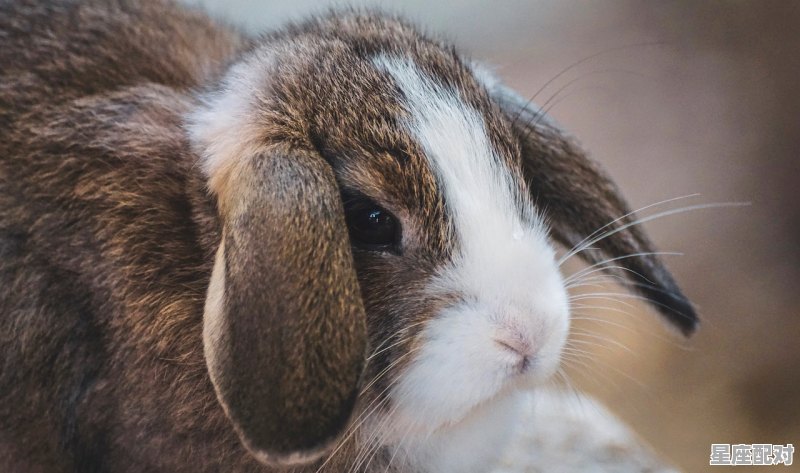 十二生肖无胆又贪心的动物是什么,不劳而获是什么生肖 十二生肖无胆又贪心的动物是什么,不劳而获是什么生肖 - 星座运势