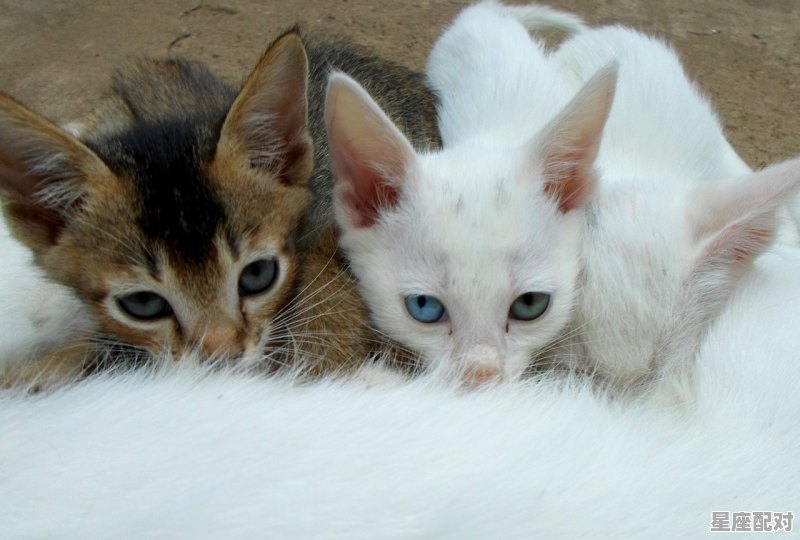 猫在床上生了小猫示意什么_梦之蓝m6怎么开盒子 猫在床上生了小猫示意什么_梦之蓝m6怎么开盒子 - 星座运势