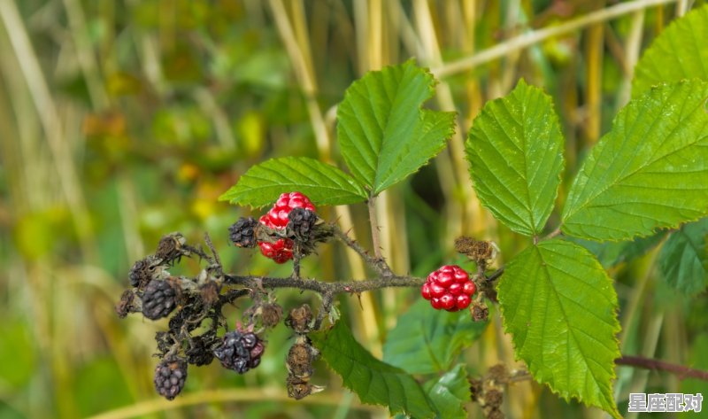 孕妇能吃瓠瓜吗,孕妇梦到瓜 孕妇能吃瓠瓜吗,孕妇梦到瓜 - 星座运势