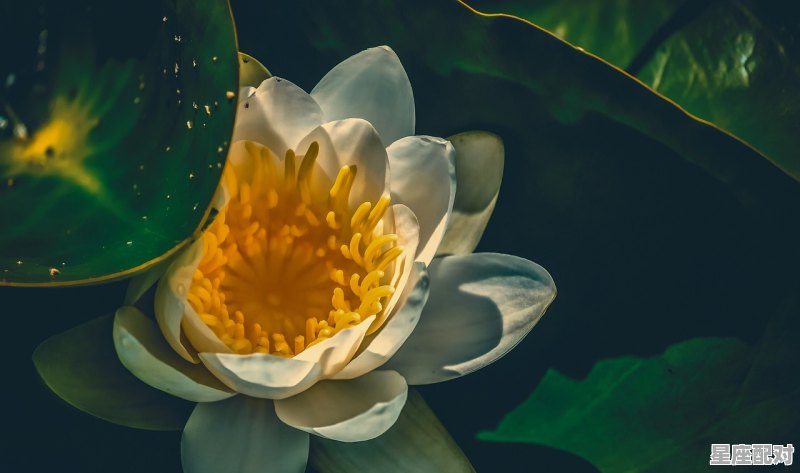 巨蟹男与水瓶女能白头到老吗,水瓶座女生性格喜欢巨蟹座 巨蟹男与水瓶女能白头到老吗,水瓶座女生性格喜欢巨蟹座 - 星座运势